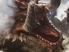 Monster Hunter Frontier: new images